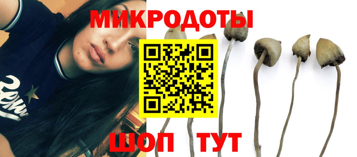 Красноармейск  Галлюциногенные грибы Psilocybine cubensis  Вход с VPN 